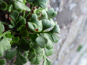 Asplenium ruta-muraria
